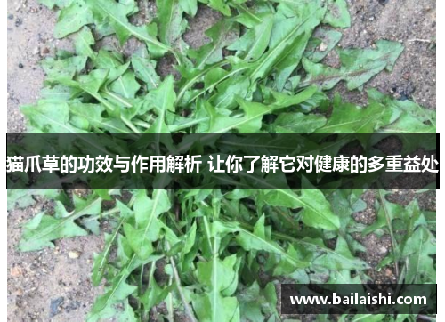 猫爪草的功效与作用解析 让你了解它对健康的多重益处